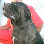 LakotaMastino Lakota Mastino King Sandman