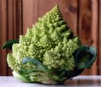 romanesco