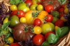 organic tomatoe basket