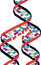 dna