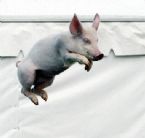 flying pig