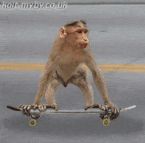 skate