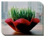 wheatgrass bowl