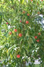 Tree closeup