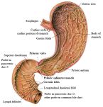 IHC Stomach DuodenumL