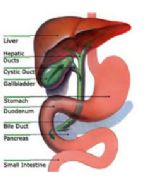 gallbladder