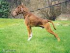 Horse Dog Hybrid