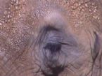 elephant eye