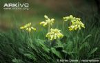 Cowslip plants in flower