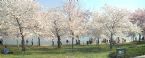 DC Cherry Blossoms