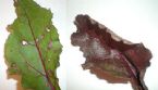 beet leaves