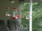 Hummingbirds 6