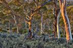 Salmon Gum Forest 