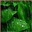 118 Fallingrainonleaves