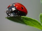 250px Ladybird