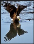 Eagle Reflection