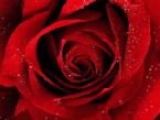 A Red Rose For You ... (Click to enlarge)