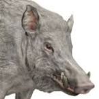 Boar