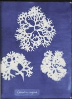 Botanical Cyanotype 181