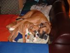 Boxer Dog Love ... (Click to enlarge)