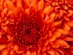 Chrysanthemum