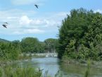 Sabinal River, Utopia Texas ... (Click to enlarge)