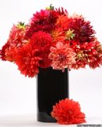 Vase full of Dahlias