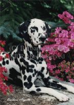 Dalmation