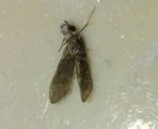 Does anyone know what kind of fly this is. They are very small