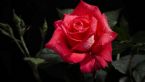 HD Wallpapers 1080p Red Rose 4