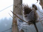 Teasel