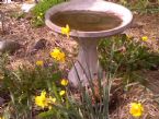 birdbath