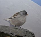 Snowfinch