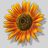 Sunflower1