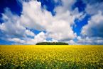 Sunflower field