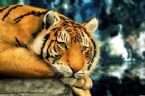 TIGRE