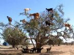 Tree Goats argon tree morocco