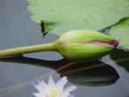 Waterlily Bud