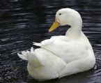 White Duck