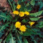 Wild Dandelion Recipes jpg