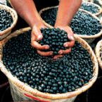 acai berries