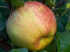 appelboom elstar