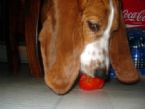 bassethoundtomato