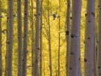 birch forest