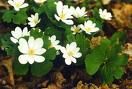 bloodroot