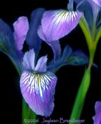 blue flag iris