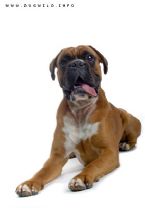 boxer dog