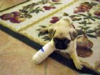 broken puppy arm ... (Click to enlarge)