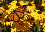 butterfly yellow flowers 01 ... (Click to enlarge)