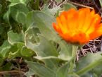 calendula and stem